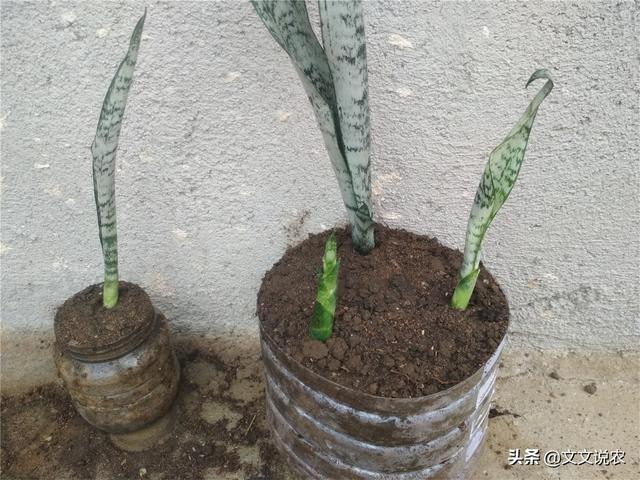 虎皮剑兰的养殖方法，虎皮剑兰的养殖方法和注意事项浇水（新手也能种好虎皮剑兰）