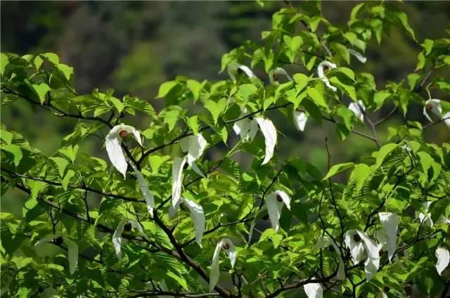 汶川海拔多少米，四川汶川县海拔多少米（什么是汶川）