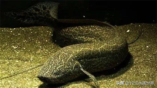 活化石中的活化石鱼，专家说它可能还在进化