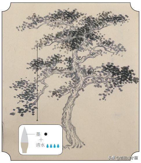 松柏树，画柏树，就这么简单（松柏树图片叶子图片）