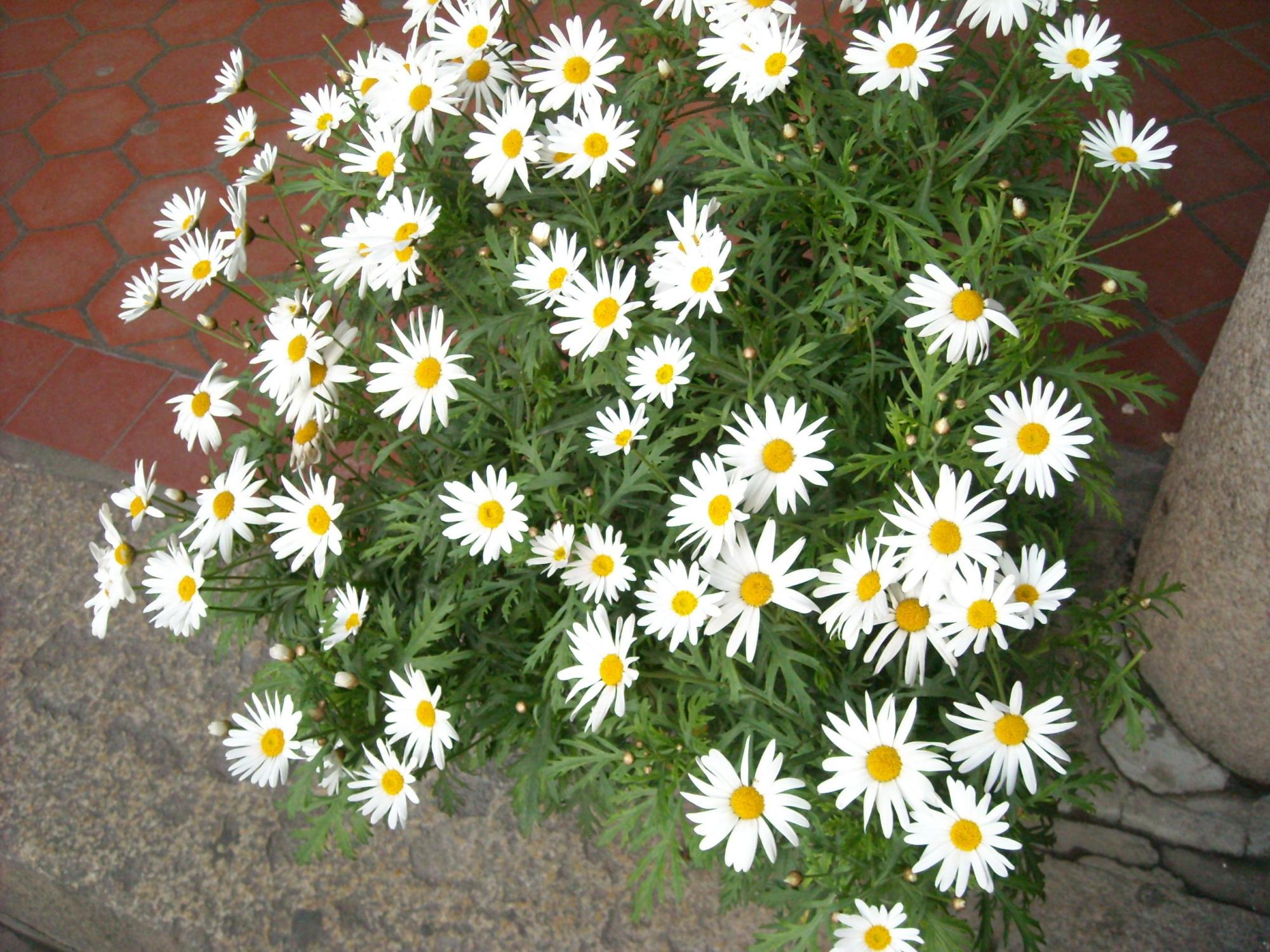 小雏菊的意义象征是什么(小雏菊精神和象征意义) - 彝家农业网