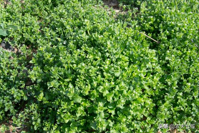 繁缕（繁缕草图片），鹅肠草保水保肥改良土壤（野草繁缕的图片）