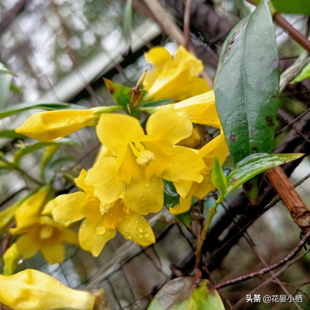 法国香水藤茉莉花语图片