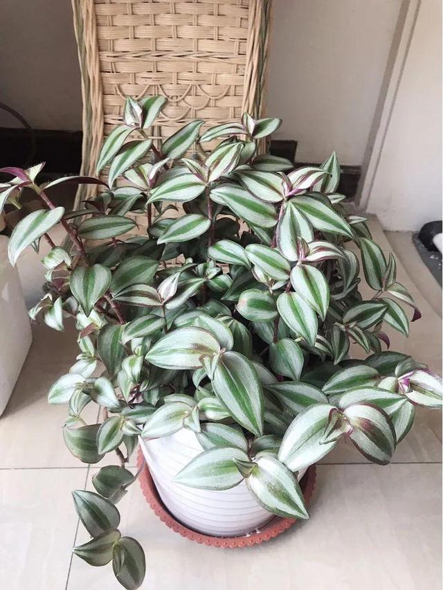 鸟尾花的繁育管理，鸟尾花 花期（30种耐阴花）