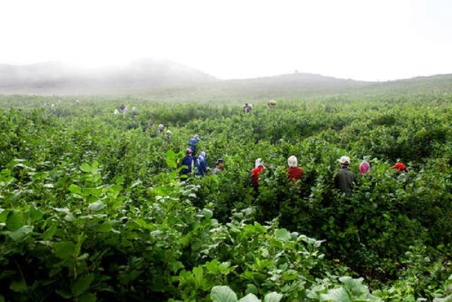 榛子树，掌握生长发育规律（榛子树果实图片）