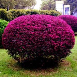 红花继木，红花檵木～娇颜耀芳丛（红花继木）