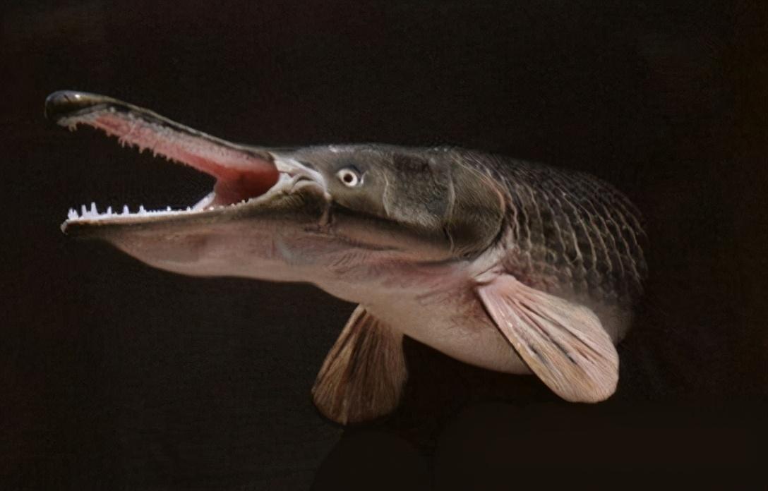 巨骨舌鱼跟鳄雀鳝哪个厉害一些，鳄雀鳝和巨骨舌鱼的区别