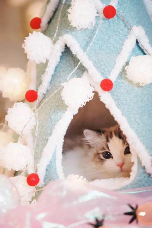 猫猫图片，我喜欢的样子你都有（宠物猫品种大全及图片）