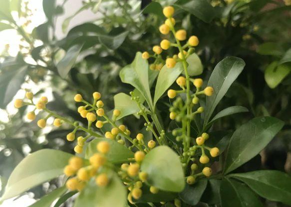 观音莲的花语，观音菩萨与莲花的寓意（守护你的小幸福）