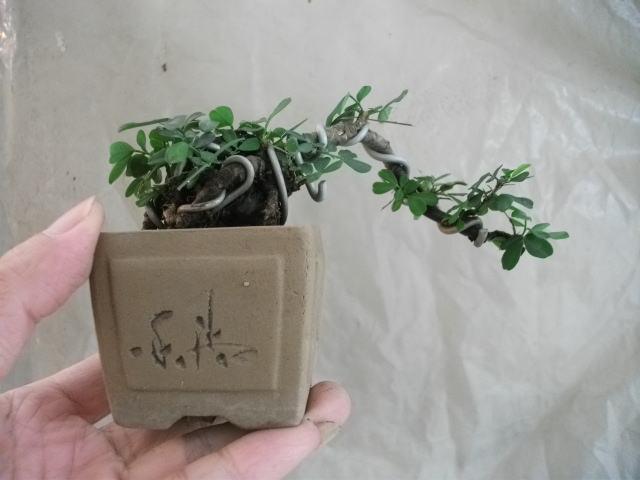 金雀盆景如何修剪，金雀盆景如何修剪造型（金雀盆景制作与养护过程中的问题）