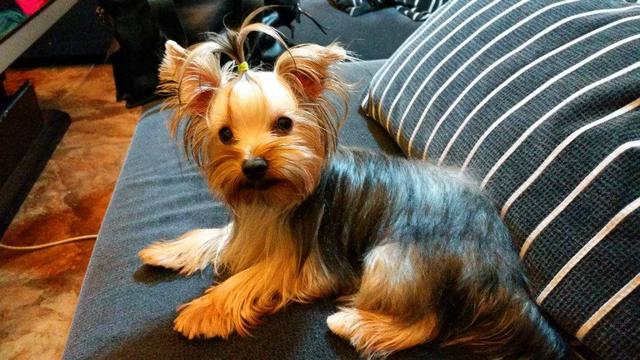 宠物狗品种图片大全，宠物狗的品种（常见宠物狗大全：品种）