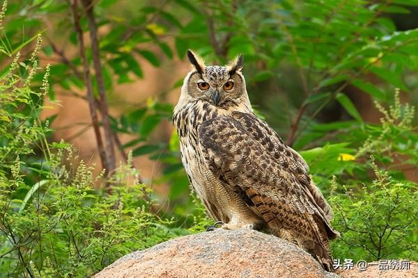 一个东一个鸟怎么读，一个东一个鸟怎么念（见过好多鸟名生僻字）