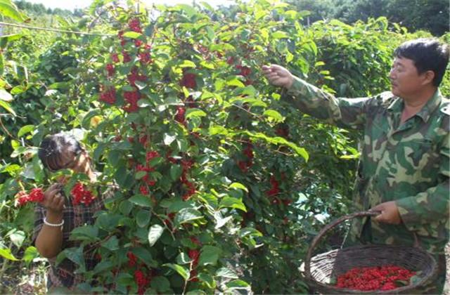 五味子种植技术与栽培管理，五味子的栽培技术和管理（让你轻松学会种植）