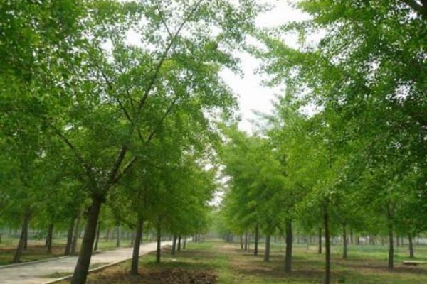 银杏树多少钱一棵，白果树市场价格（<3年、10年、20年、30年>）