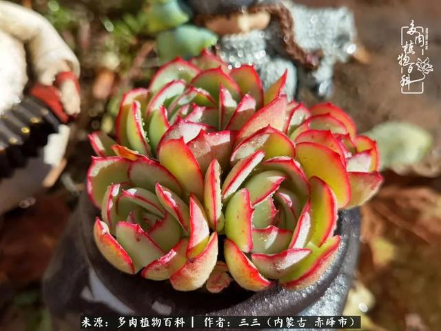 雪候鸟是什么意思，雪候鸟歌词表达什么意思（多肉于我从来不是锦上添花）