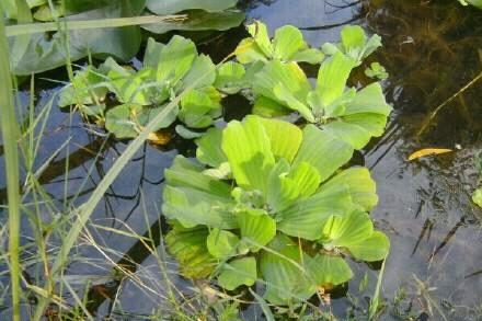 这10种花草水培长得更好，十大水养植物有哪些（也可以是浮水而生的“水白菜”）