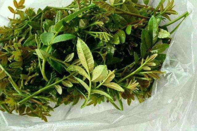 野生白花菜图片，野白花菜的功效与作用与禁忌（20种常见野菜辨别图）