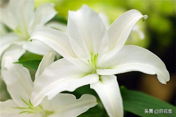 百合花的花语和寓意，菊花的花语和寓意（不同数量的百合花的含义都不一样哦）