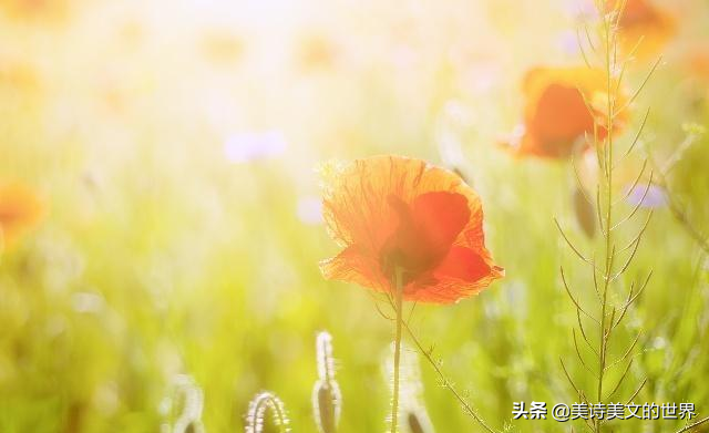 卓文君诀别书，卓文君诀别书的来龙去脉（才女一怒之下写下首《诀别书》）