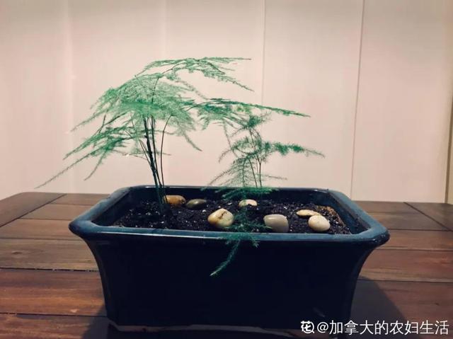 文竹的修剪方法，气质瞬间不一样