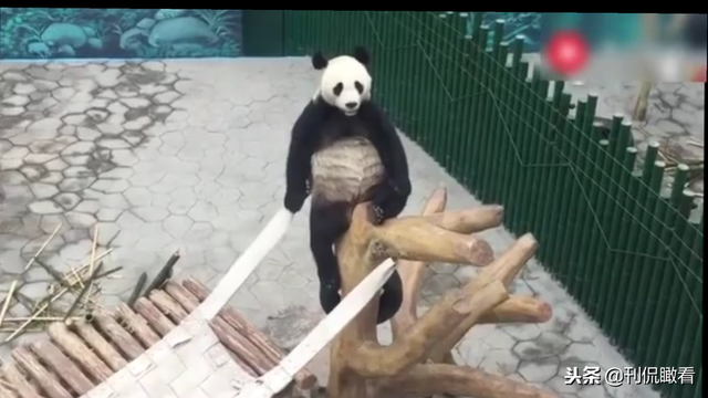 大熊猫走路的姿势怎么写，大熊猫走路姿势是怎么样的（大熊猫那些“像是工作人员假扮的”瞬间）