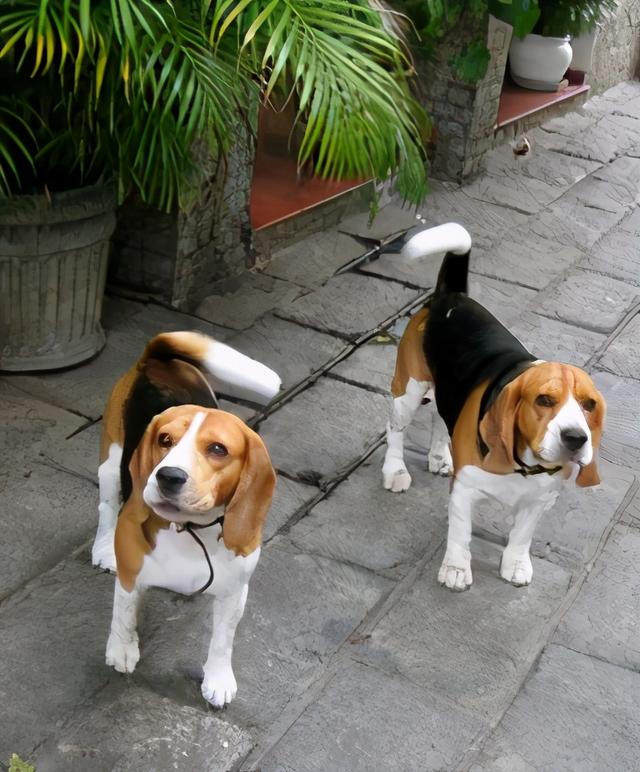 秋田犬太凶了要怎么教育，秋田犬的训练（容易“打架”的7种狗）