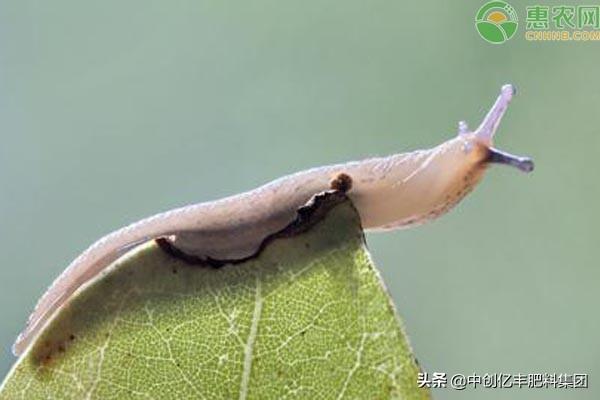 鼻涕虫有毒吗，消灭鼻涕虫的最佳方法（蛞蝓有什么危害）