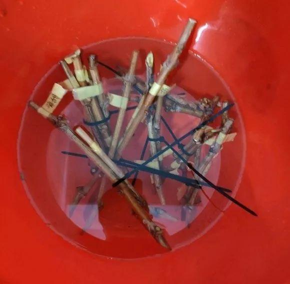 霸王花是火龙果的花吗，昙花、霸王花、火龙果花和令箭荷花的区别（奶奶把一根枝插土里）