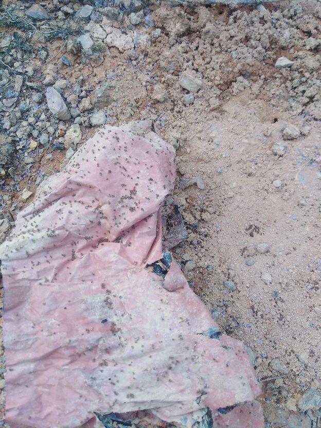 红火蚁怎么消灭，红火蚁的防治方法（一锅端消灭红火蚁配方）