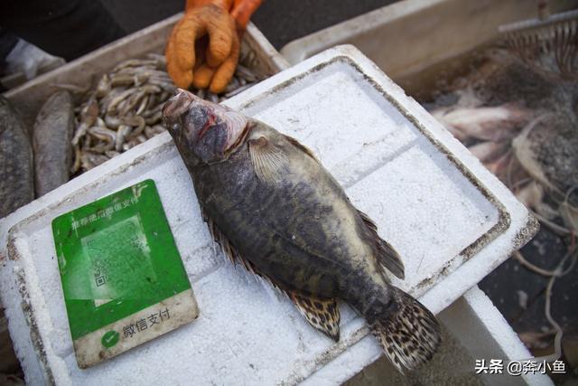 松花江鱼种类,东北松花江鱼种类(谁都会说“三花一岛”) 松花江鱼种类,东北松花江鱼种类(谁都会说“三花一岛”)