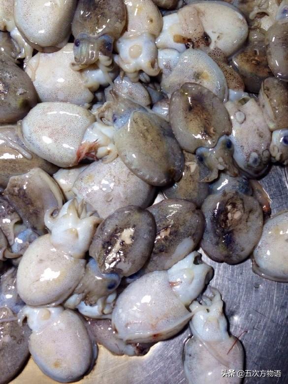 乌贼就是章鱼吗 乌贼并不是章鱼，乌贼就是章鱼吗（青岛常吃的乌贼，你都认识吗）