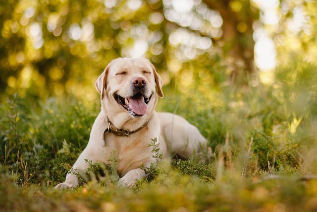 拉布拉多犬训练方法，拉布拉多犬的训练方法（但仍需要主人好好训练）