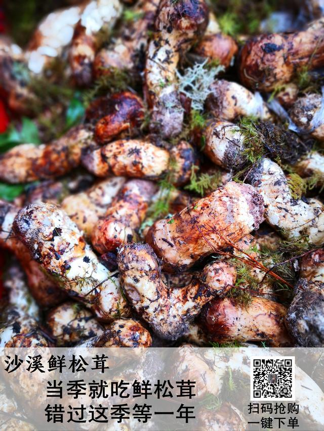 松茸菇的功效与作用，松茸菇（松茸——秋冬进补最好的野生菌）