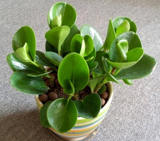 女生办公桌旺事业的风水摆件，女生办公桌旺事业摆件（办公桌空荡荡没精气神）