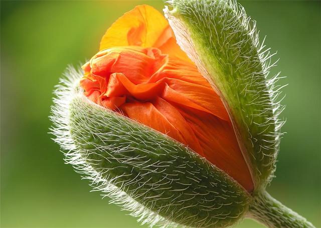 罂粟有几个品种,罂粟有观赏品种吗(罂粟和虞美人差别怎么这么大) 罂粟有几个品种,罂粟有观赏品种吗(罂粟和虞美人差别怎么这么大)