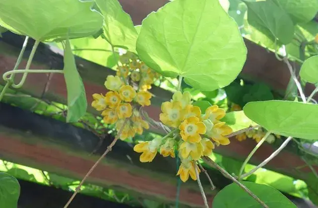 茉莉花的功效，茉莉花的功效与作用泡水喝的功效（因为它气机清灵啊）