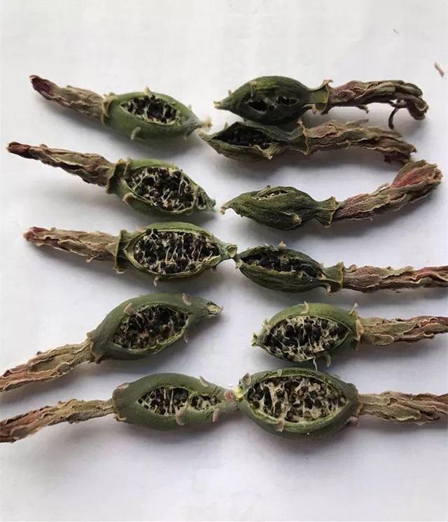 君子兰不开花怎么办才能开花，用“啤酒水”擦叶子