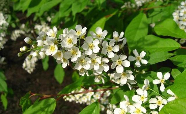 稠李，稠李树，盘点东北独有的野生水果（稠李树图片大全）