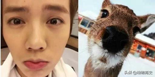 培育狍子的技巧是什么，狍子养殖利润和成本（靠自己的本事变成了国家二级保护动物）