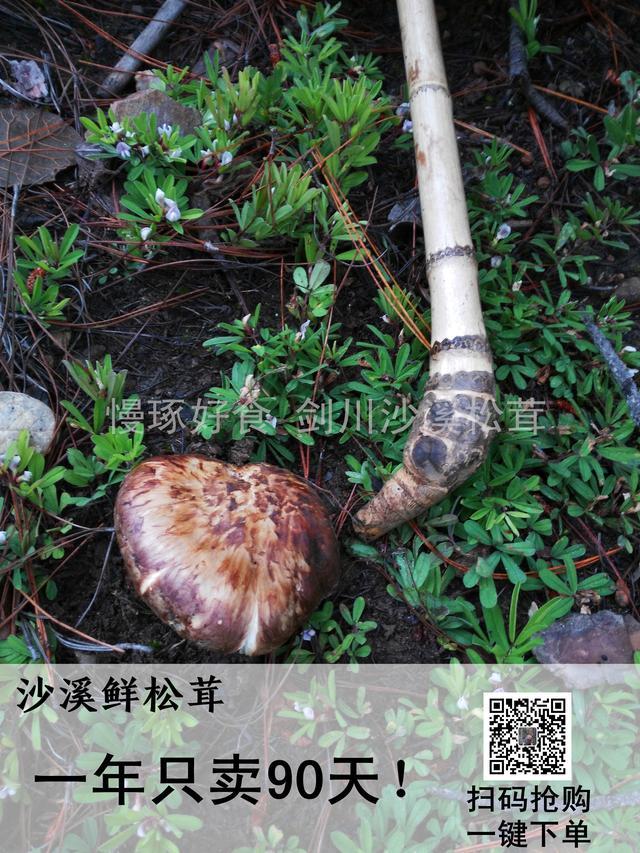 松茸菇的功效与作用，松茸菇（松茸——秋冬进补最好的野生菌）