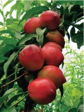 什么桃子最好吃，什么桃子最好吃吃起来什么感觉（为您推荐这7种既好吃又容易种植的品种）