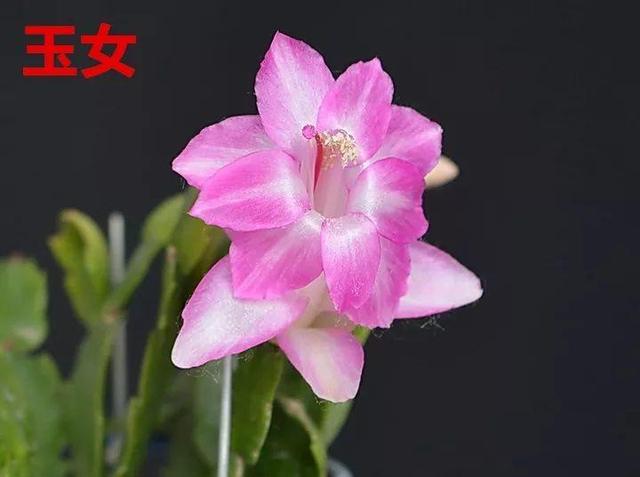 蟹爪兰图片，蟹爪兰你不知道的品种（蟹爪兰支架图片大全）