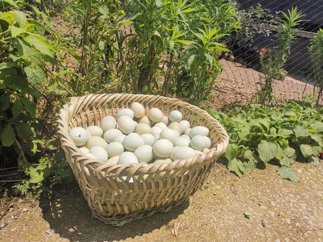 鸭蛋的最佳食用方法，鸭蛋怎么吃有营养（其季园丨鸭蛋怎么吃）