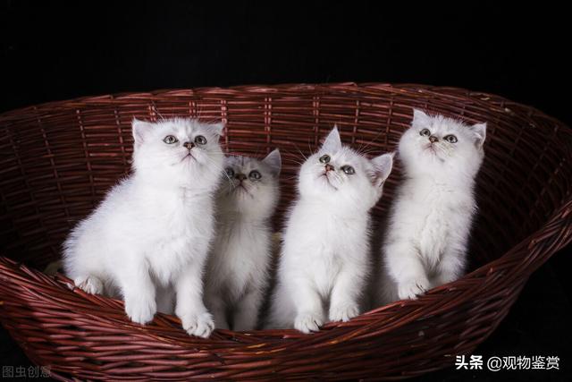 银点猫的特征，银点猫有什么特点（白加浅灰色是什么猫）