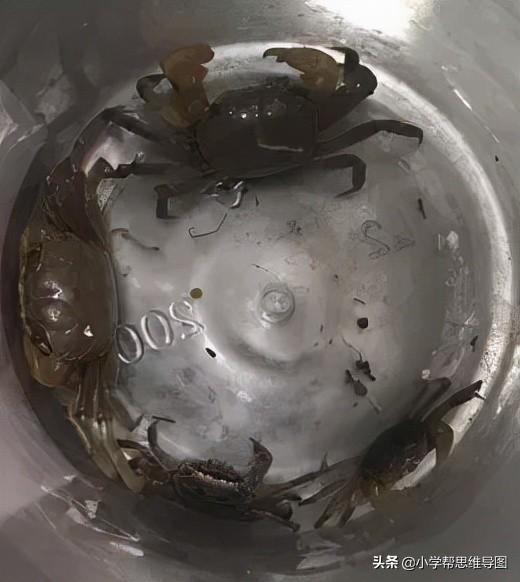 童话作文动物做冰淇淋300字，三年级童话作文（：​《国宝大熊猫》​《夏日趣事--抓螃蟹》《外婆的礼物》）