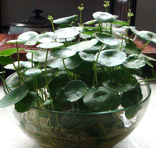 铜钱草怎么养，铜钱草的“3种”种植方法（铜钱草怎么养水培）