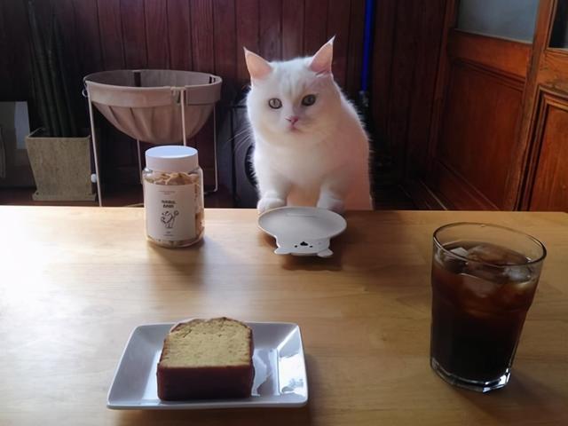 猫传腹早期症状，猫咪得传腹有什么症状（可能是得了“猫传腹”）