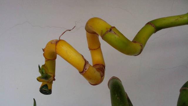 转运竹的风水学应用-转运竹的养殖方法，转运竹 风水（学会修剪“精细4招”）