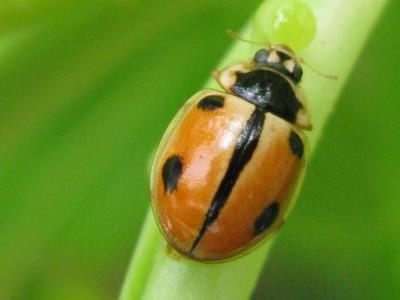 鞘翅目瓢甲科的甲虫——瓢虫