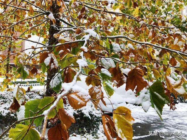 情侣唯美雪景图片，情侣唯美雪景图片真实（冬日初雪印象：一半冬雪）